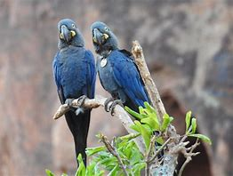 Arara-Azul-de-Lear